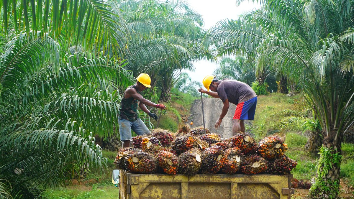 Skotští vědci věří, že objevili svatý grál: náhradu palmového oleje